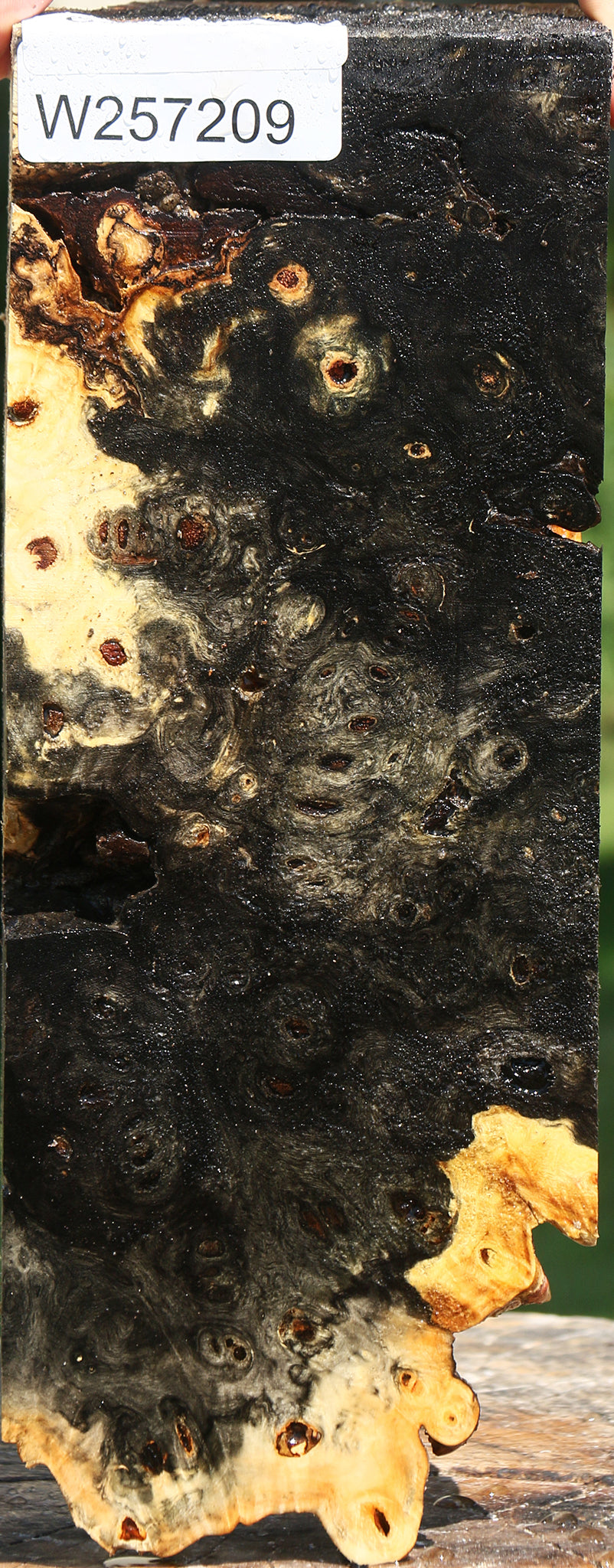 Buckeye Burl Live Edge Turning Blank