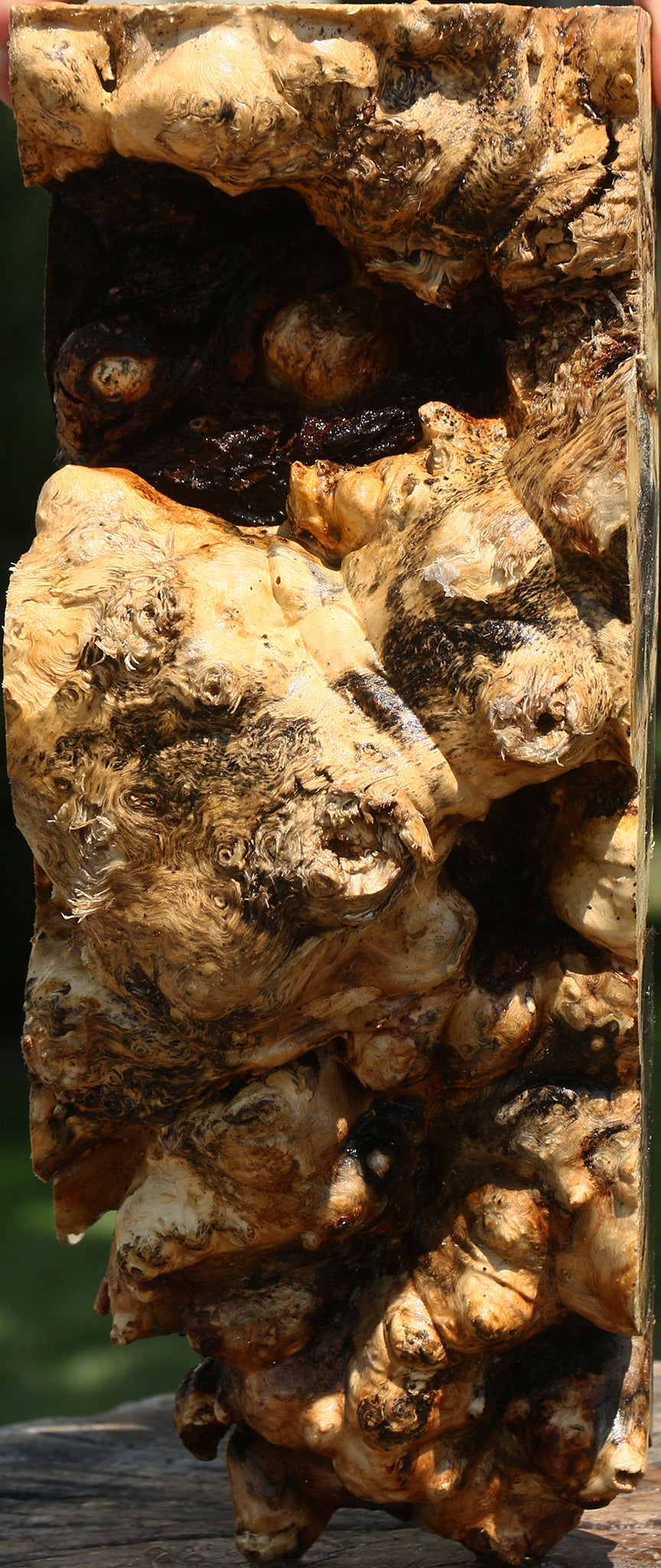 Buckeye Burl Live Edge Turning Blank