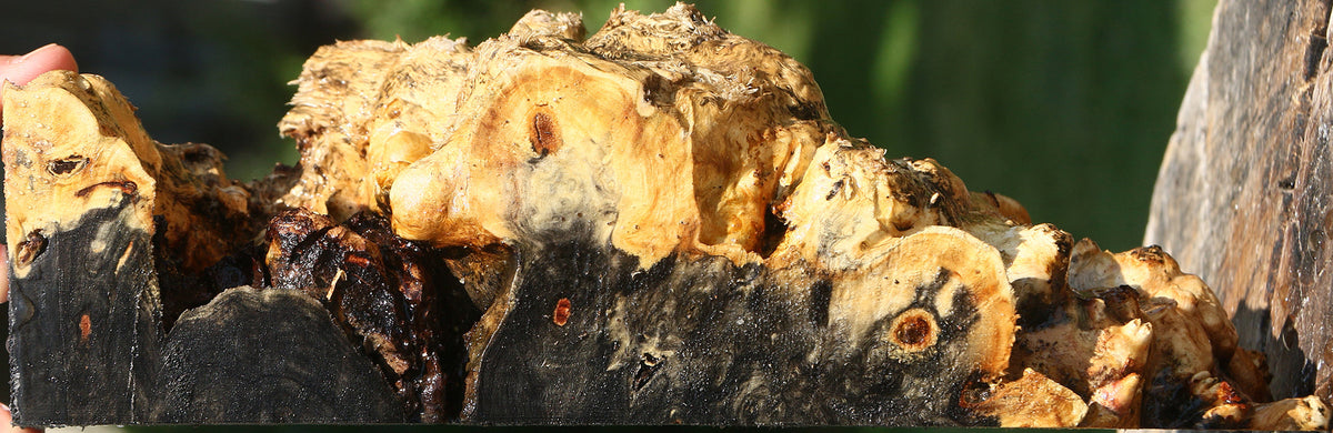 Buckeye Burl Live Edge Turning Blank