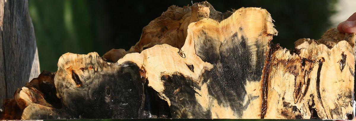 Buckeye Burl Live Edge Turning Blank