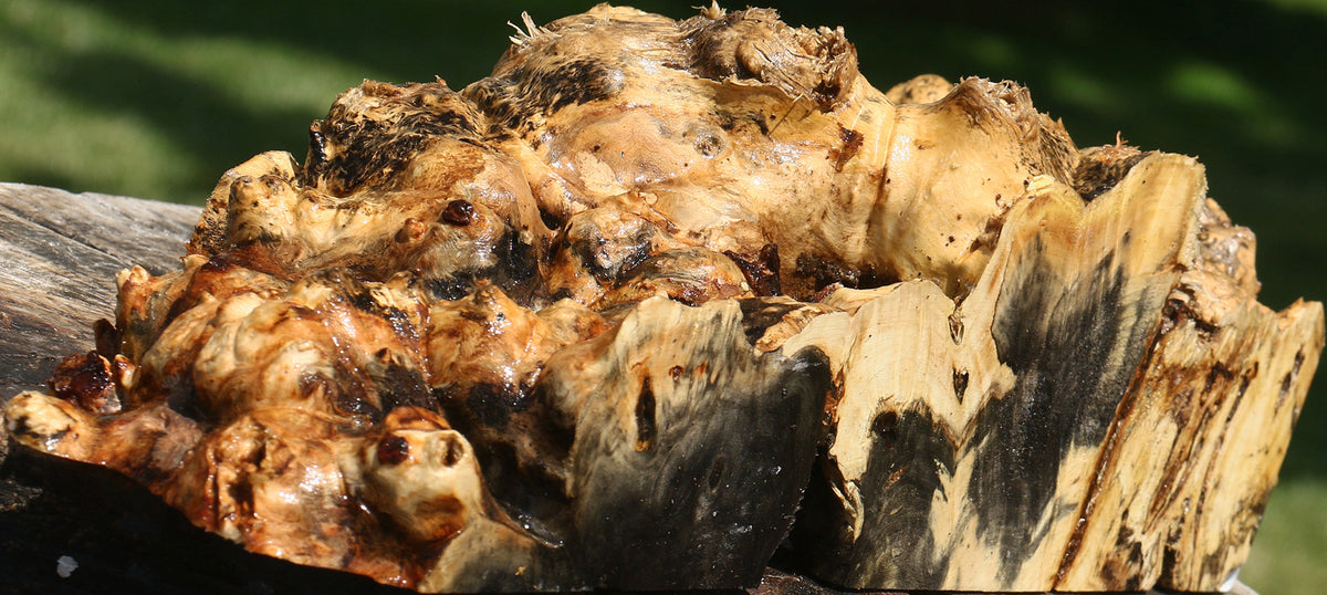 Buckeye Burl Live Edge Turning Blank