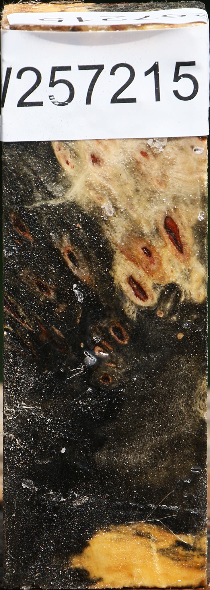 Buckeye Burl Turning Square