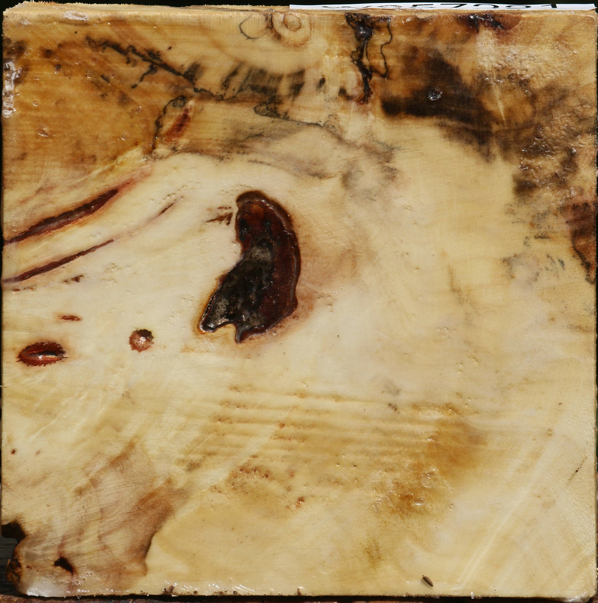 Buckeye Burl Bowl Blank