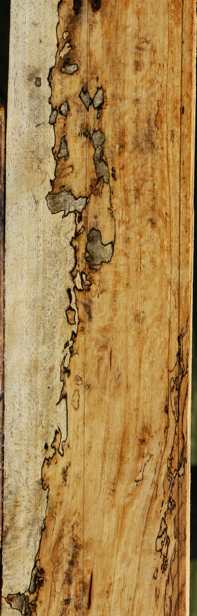 Extra Fancy Spalted Tamarind Lumber