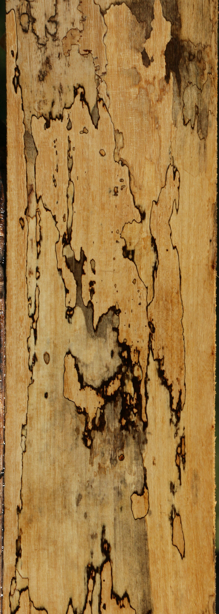 Extra Fancy Spalted Tamarind Lumber
