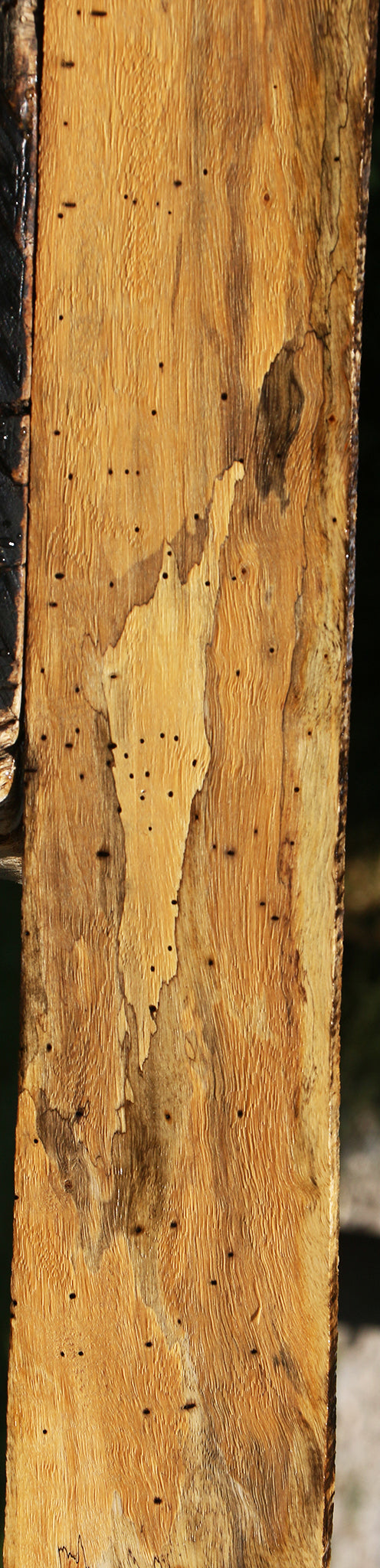 Figured Spalted Tamarind Lumber