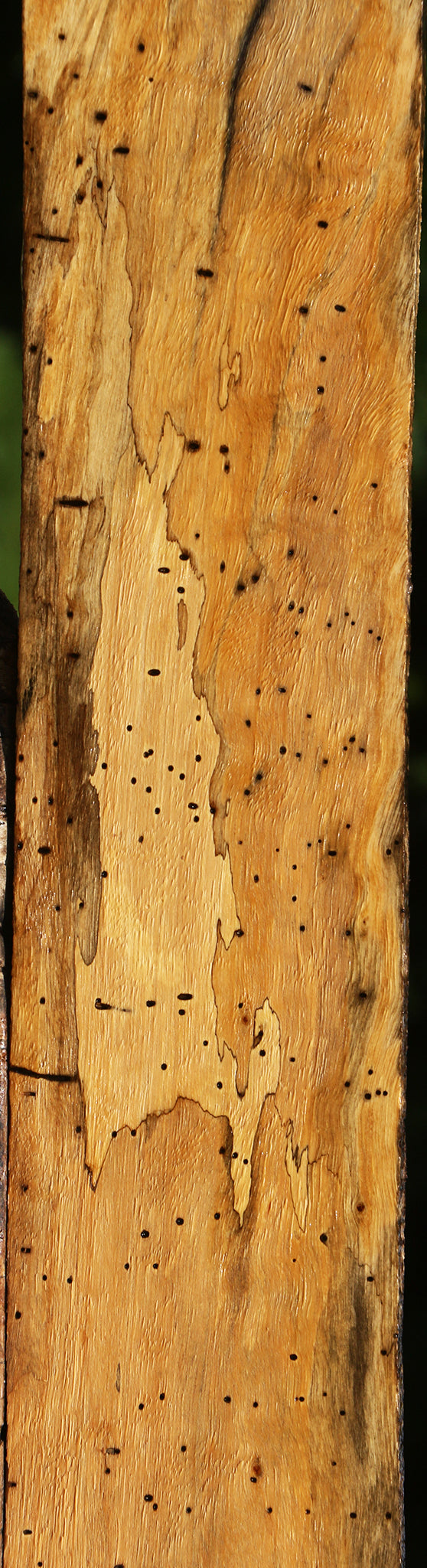 Figured Spalted Tamarind Lumber