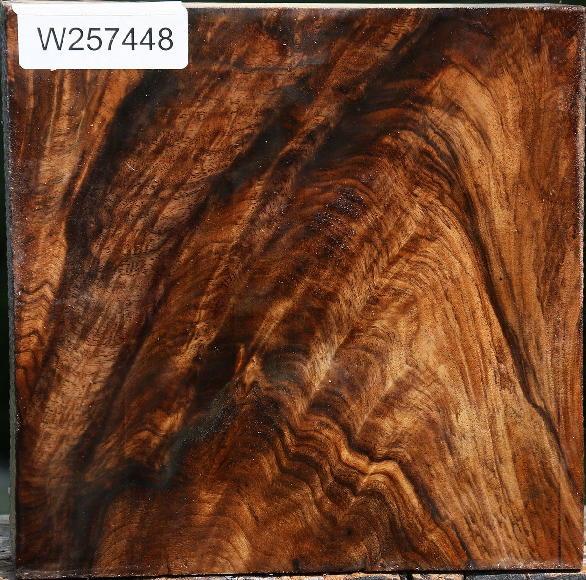 Extra Fancy Grafted English/Claro Walnut Bowl Blank