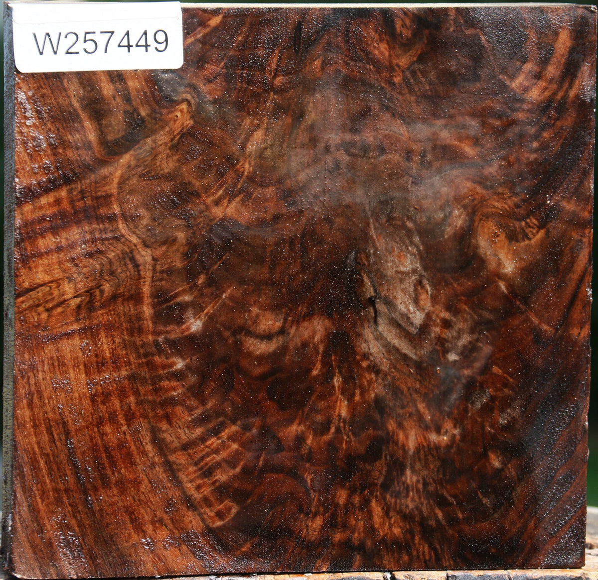 Extra Fancy Crotchwood Claro Walnut Bowl Blank