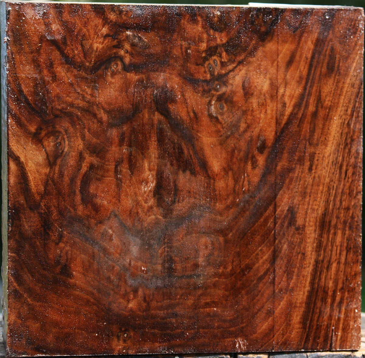 Extra Fancy Crotchwood Claro Walnut Bowl Blank