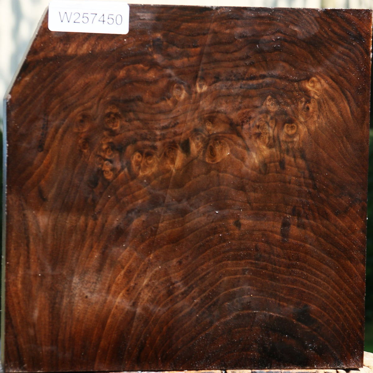 Extra Fancy Claro Walnut Platter Blank