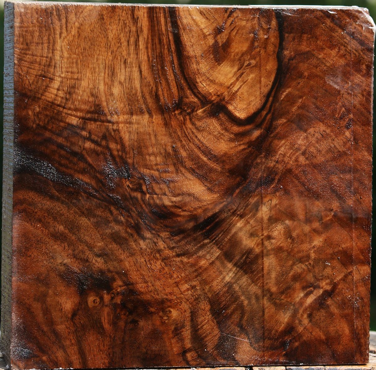 Exhibition Grafted English/Claro Walnut Bowl Blank
