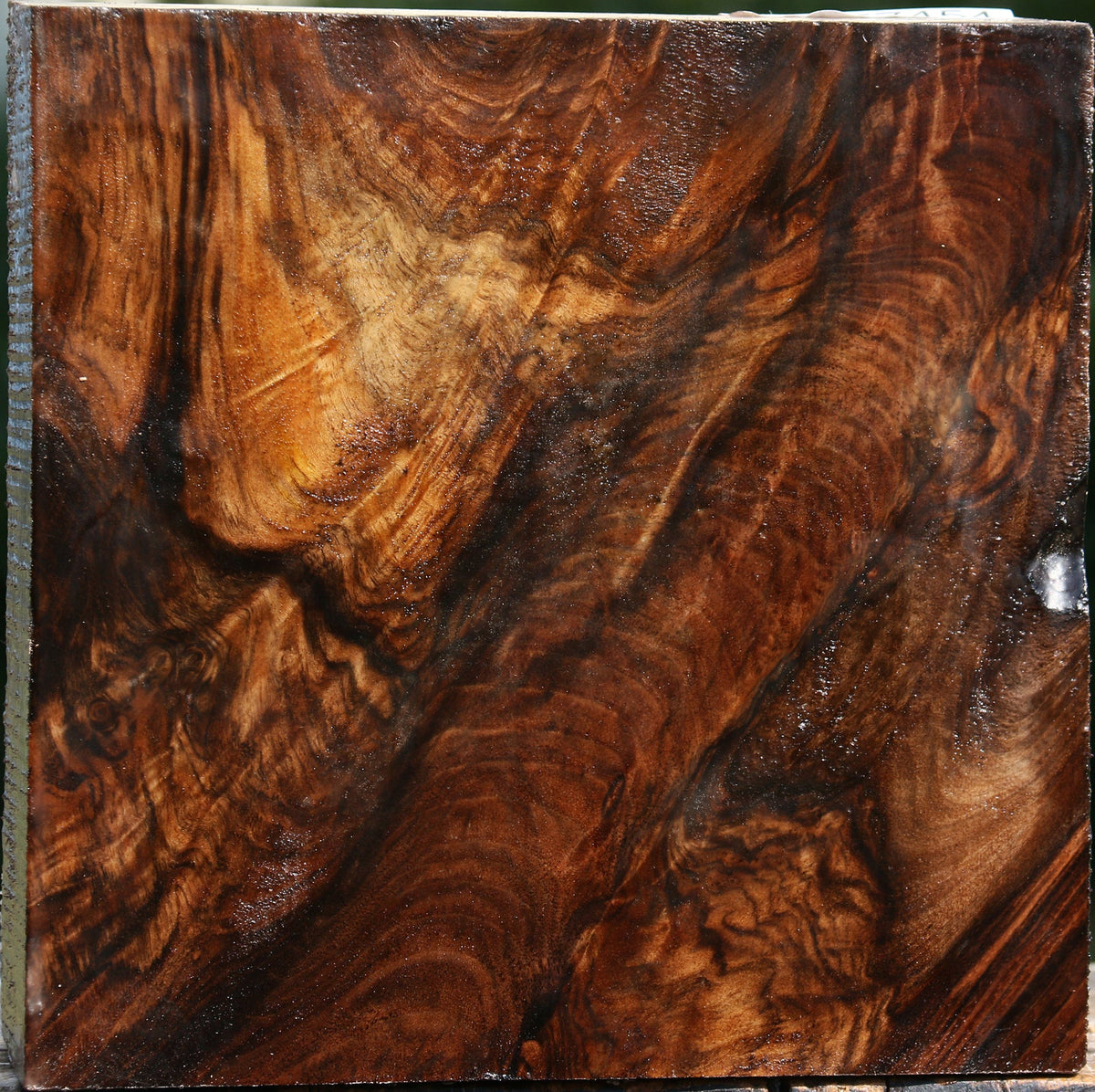 Exhibition English Walnut Bowl Blank