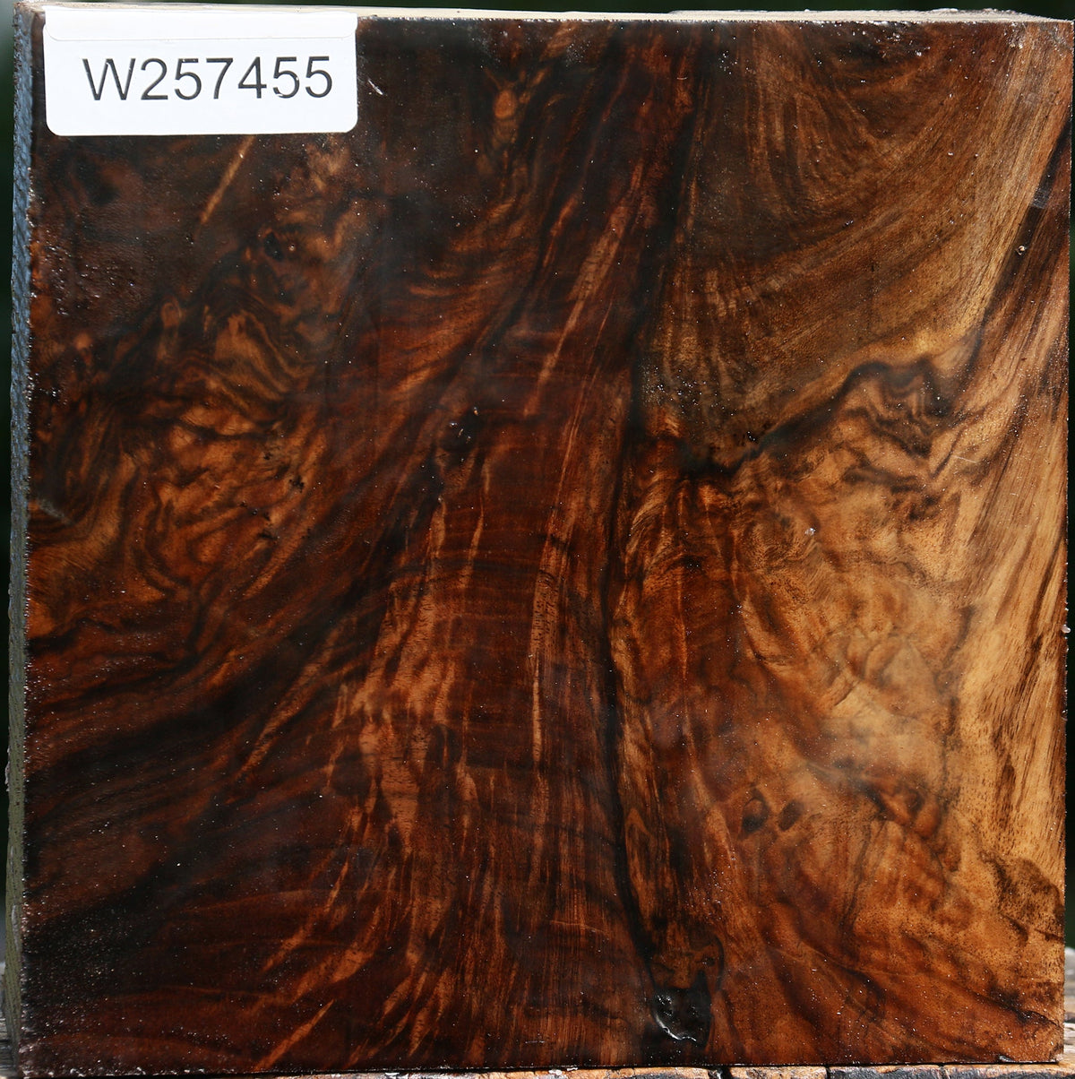 Exhibition English Walnut Bowl Blank