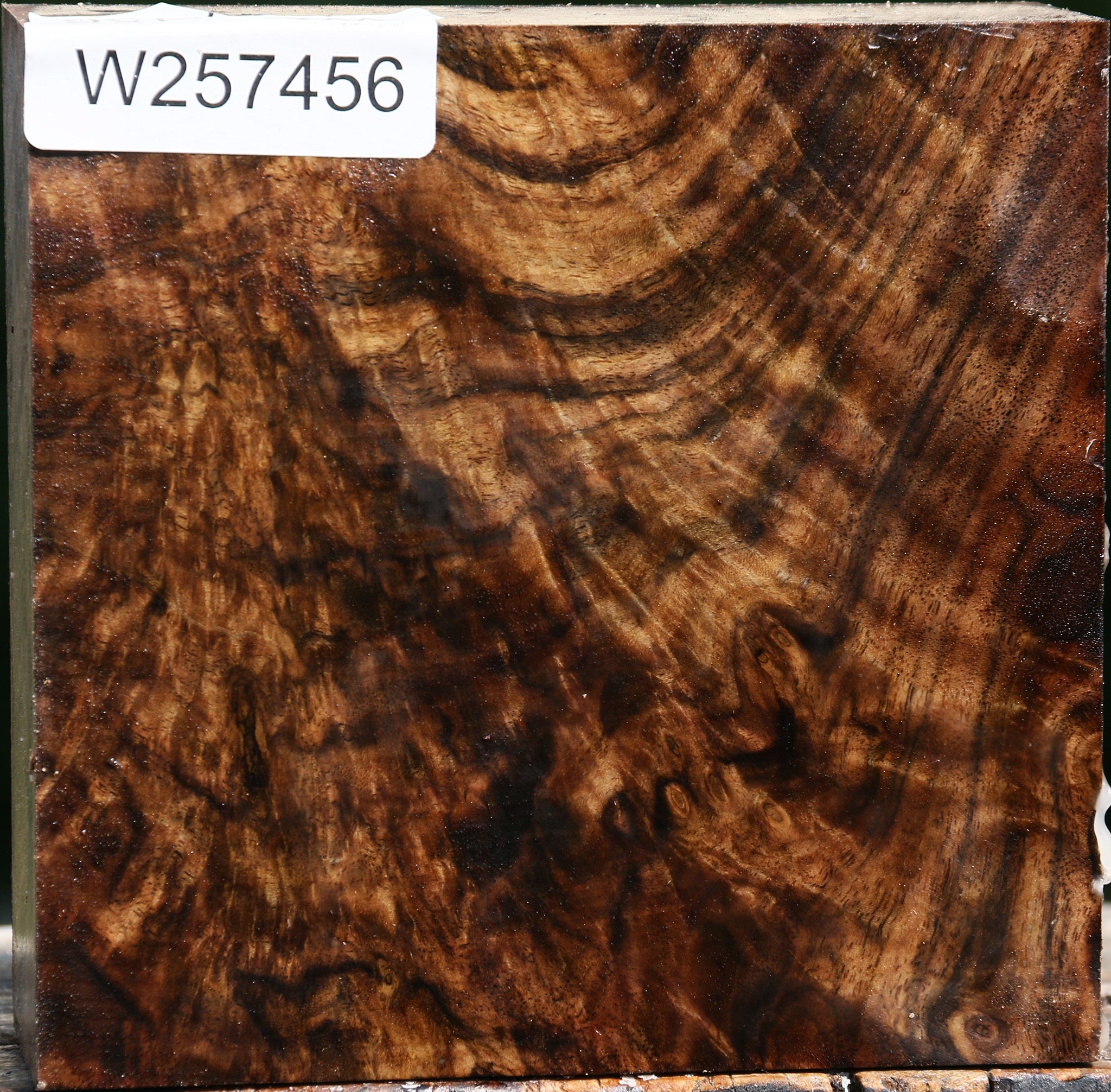 Exhibition Crotchwood Claro Walnut Bowl Blank – Cook Woods