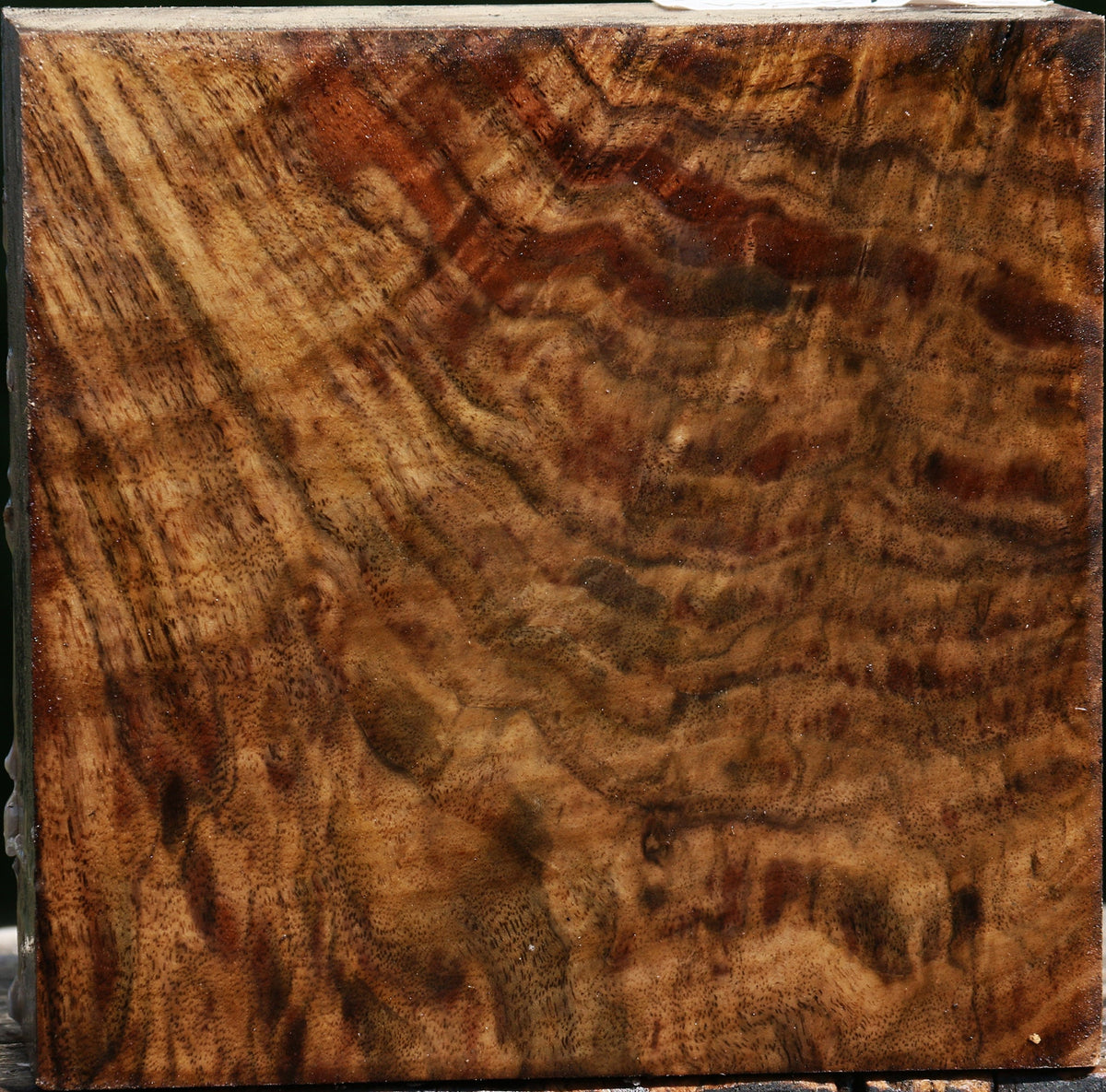 Exhibition Crotchwood Claro Walnut Bowl Blank