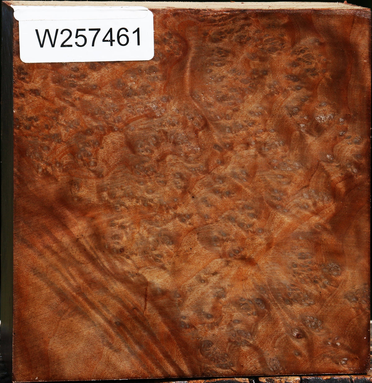 Madrone Burl Bowl Blank