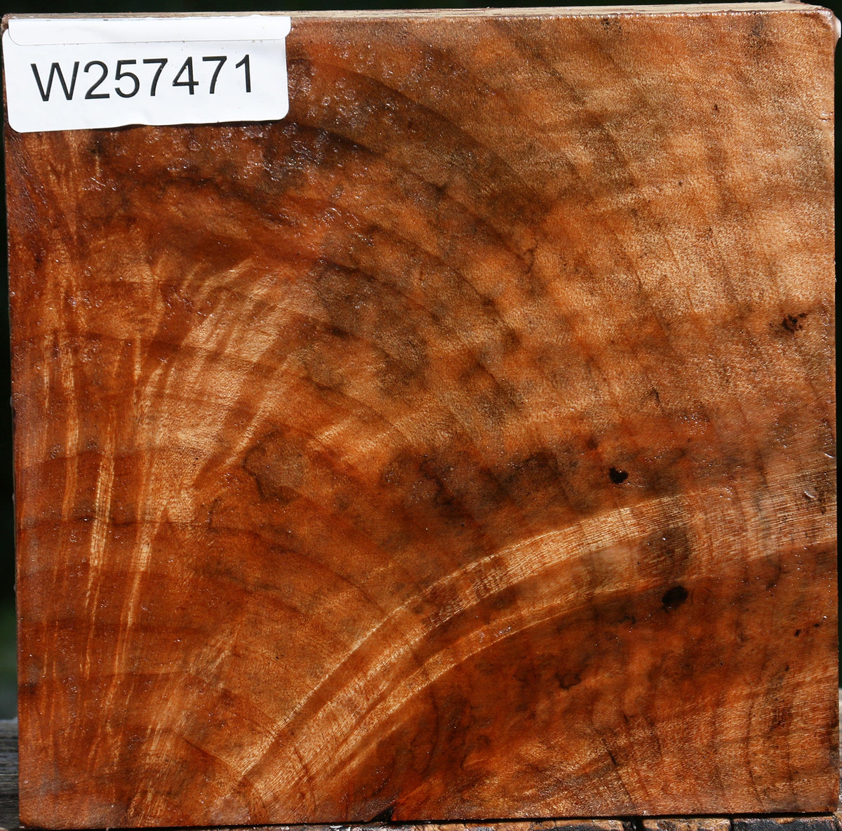 Crotchwood Maple Bowl Blank