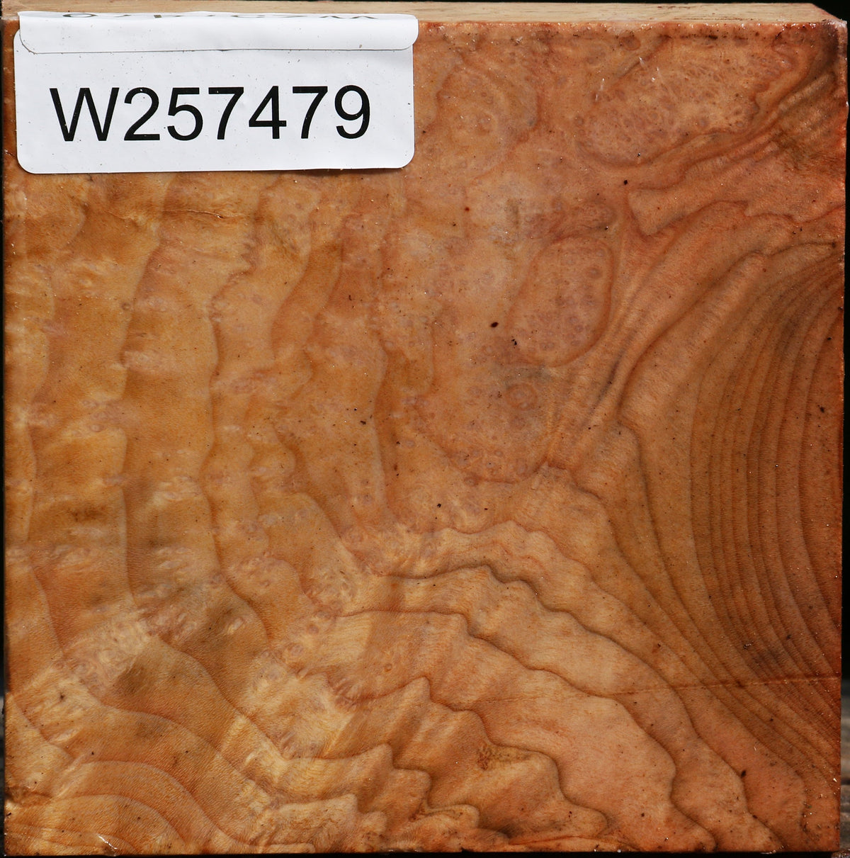 Madrone Burl Bowl Blank