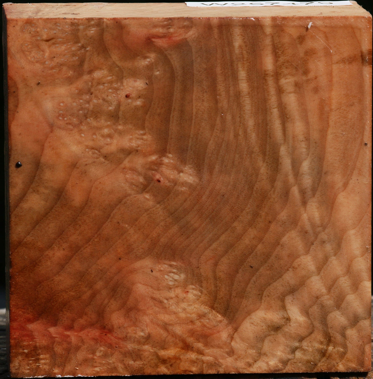 Madrone Burl Bowl Blank