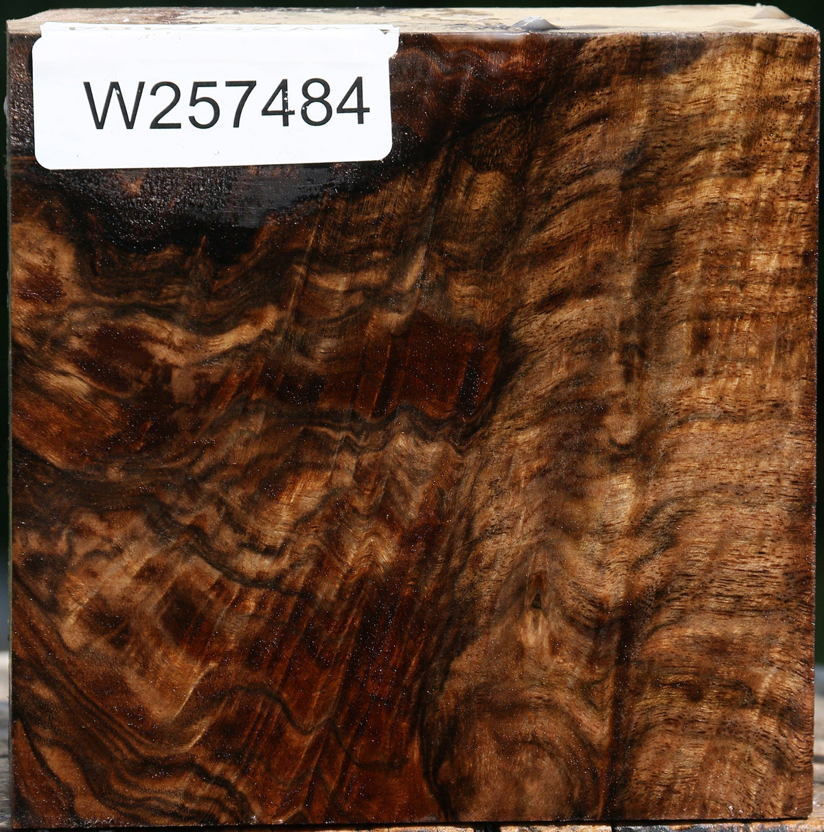 Extra Fancy Claro Walnut Bowl Blank