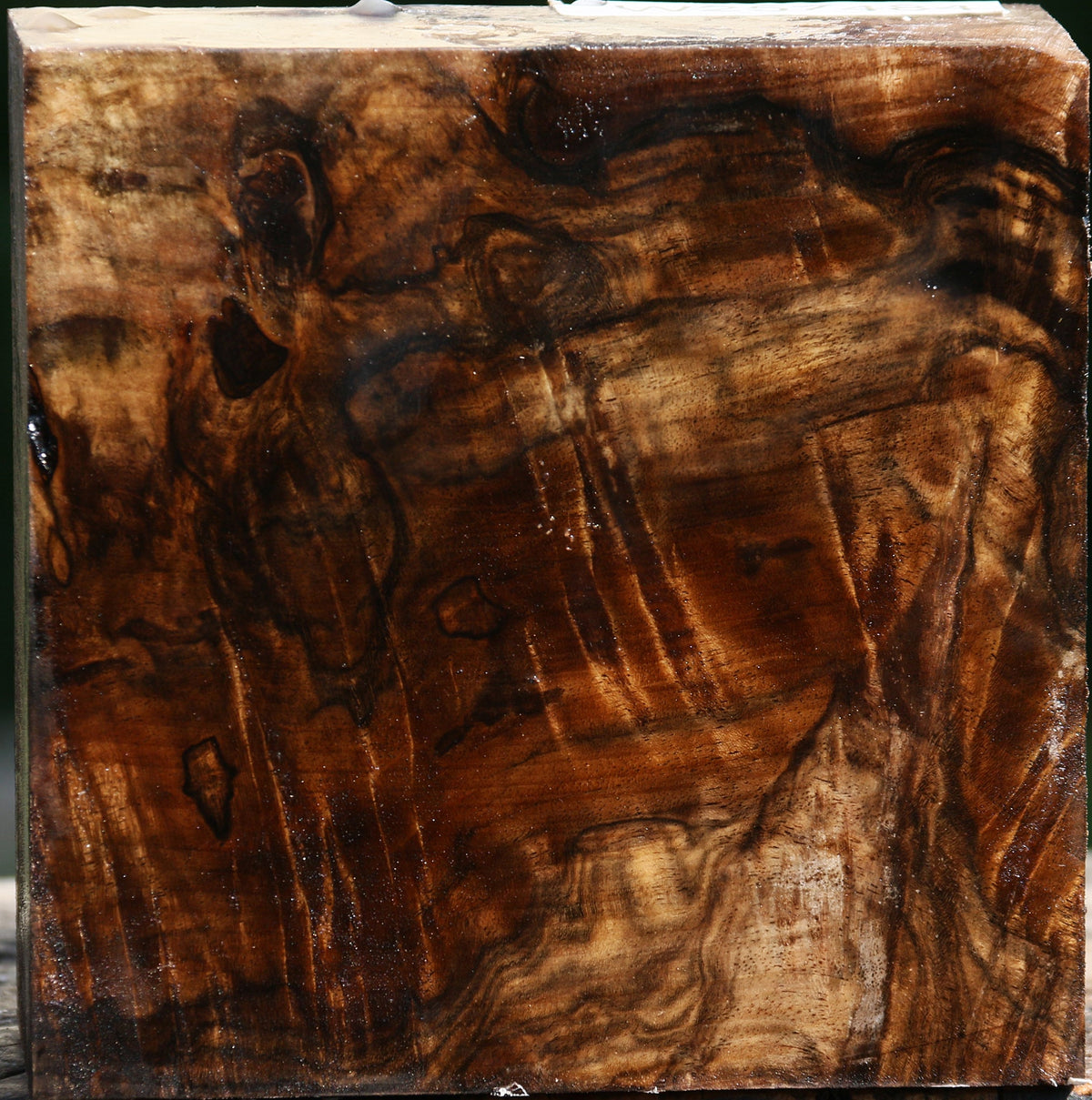 Extra Fancy Claro Walnut Bowl Blank