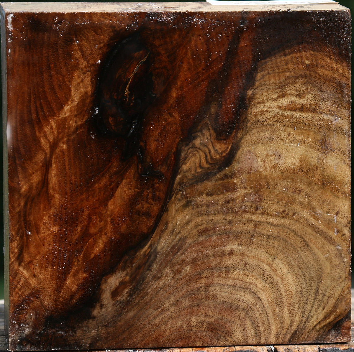 Extra Fancy Grafted English/Claro Walnut Bowl Blank