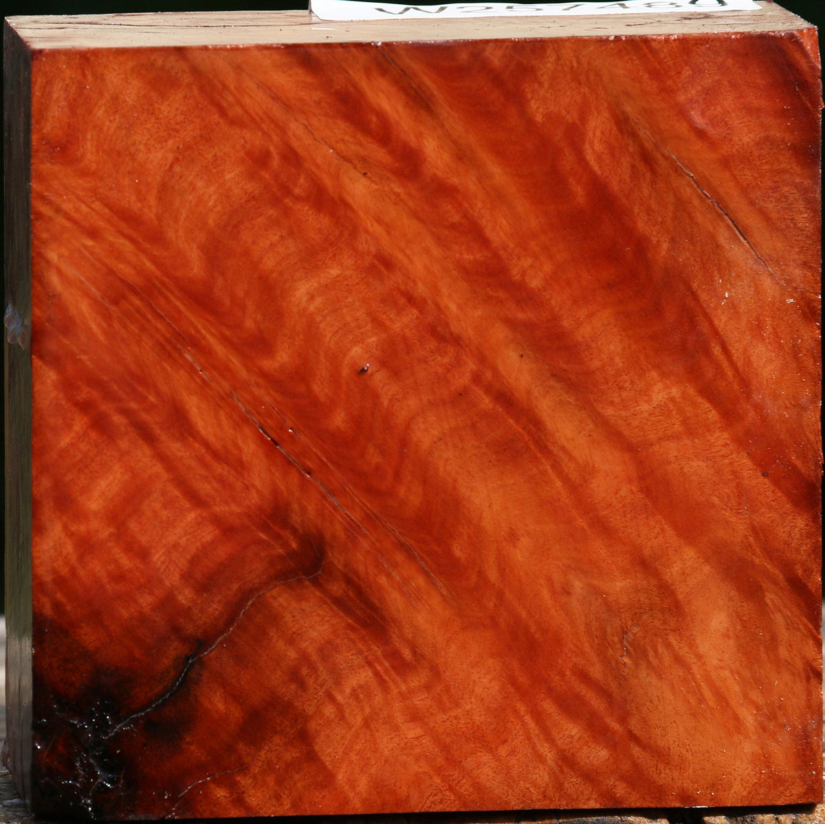 Red Coolibah Burl Bowl Blank