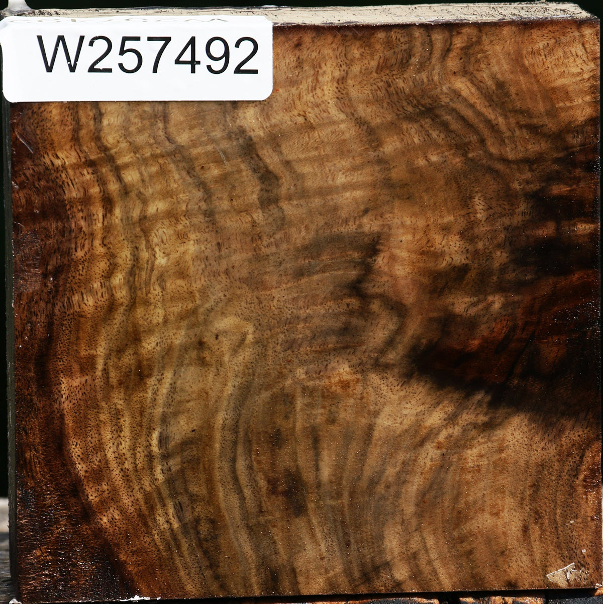 Extra Fancy Claro Walnut Bowl Blank
