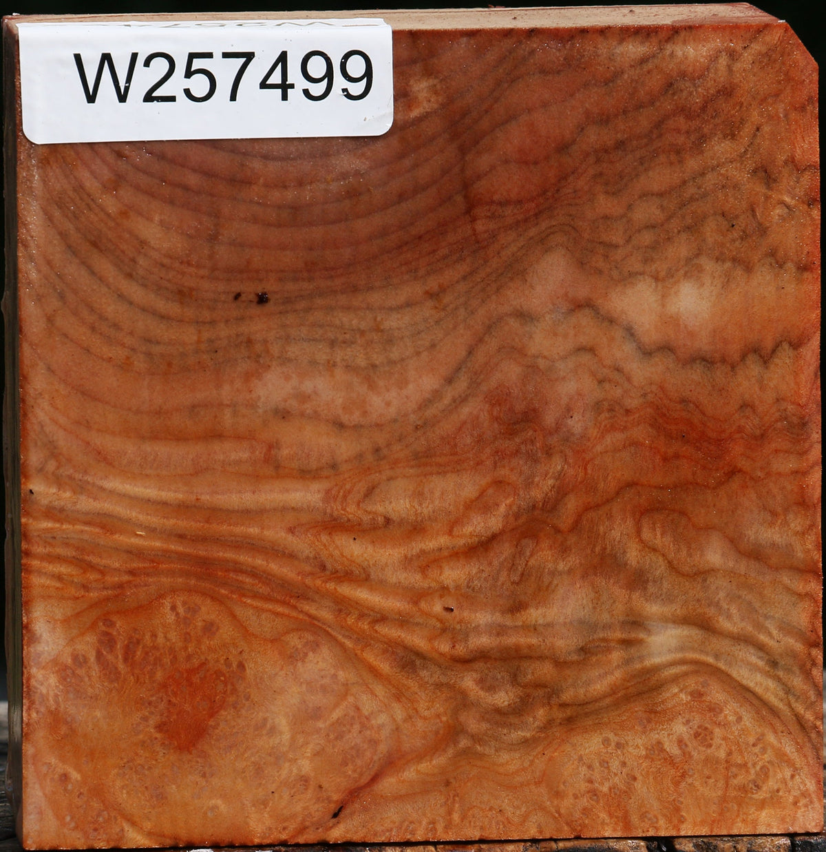 Madrone Burl Bowl Blank