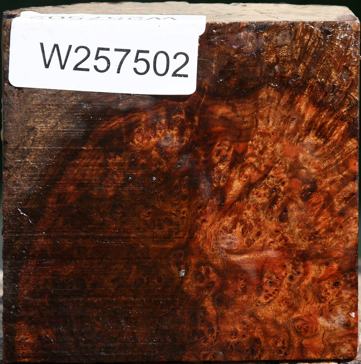 Chechen Burl Live Edge Bowl Blank