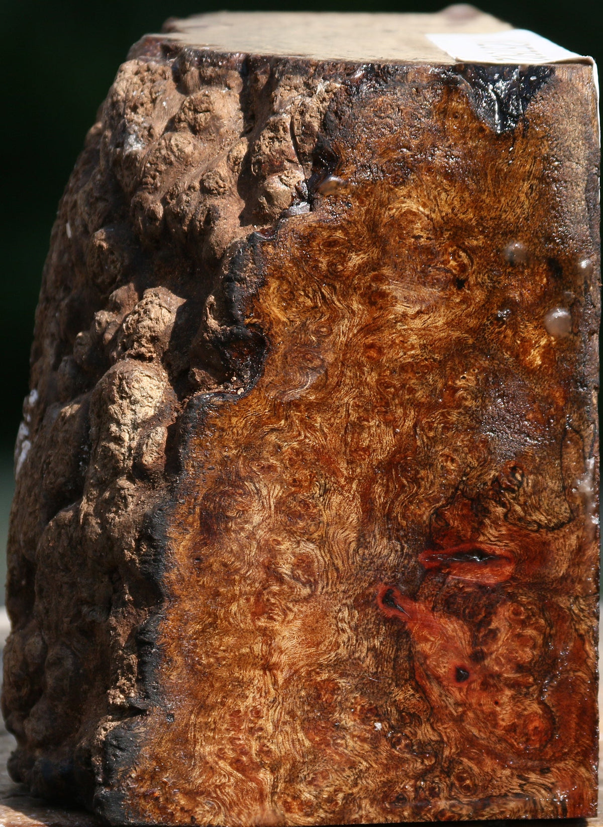 Chechen Burl Live Edge Bowl Blank