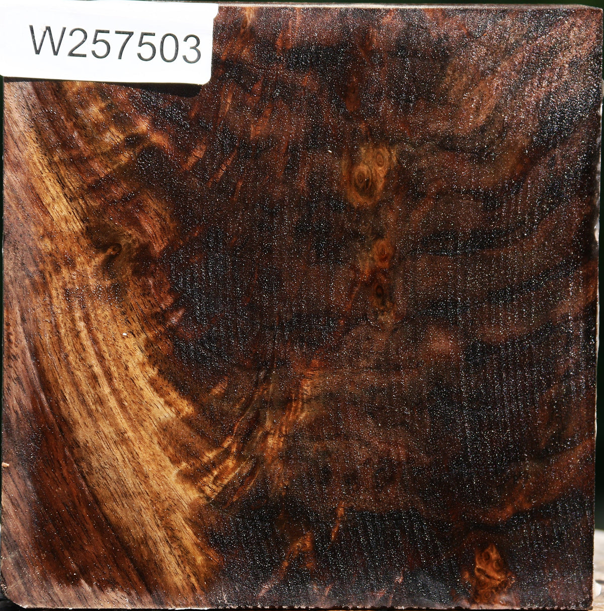 Extra Fancy Crotchwood Claro Walnut Bowl Blank