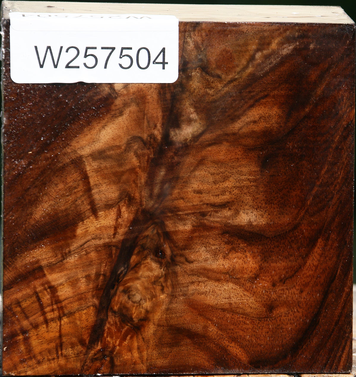 Extra Fancy Claro Walnut Bowl Blank