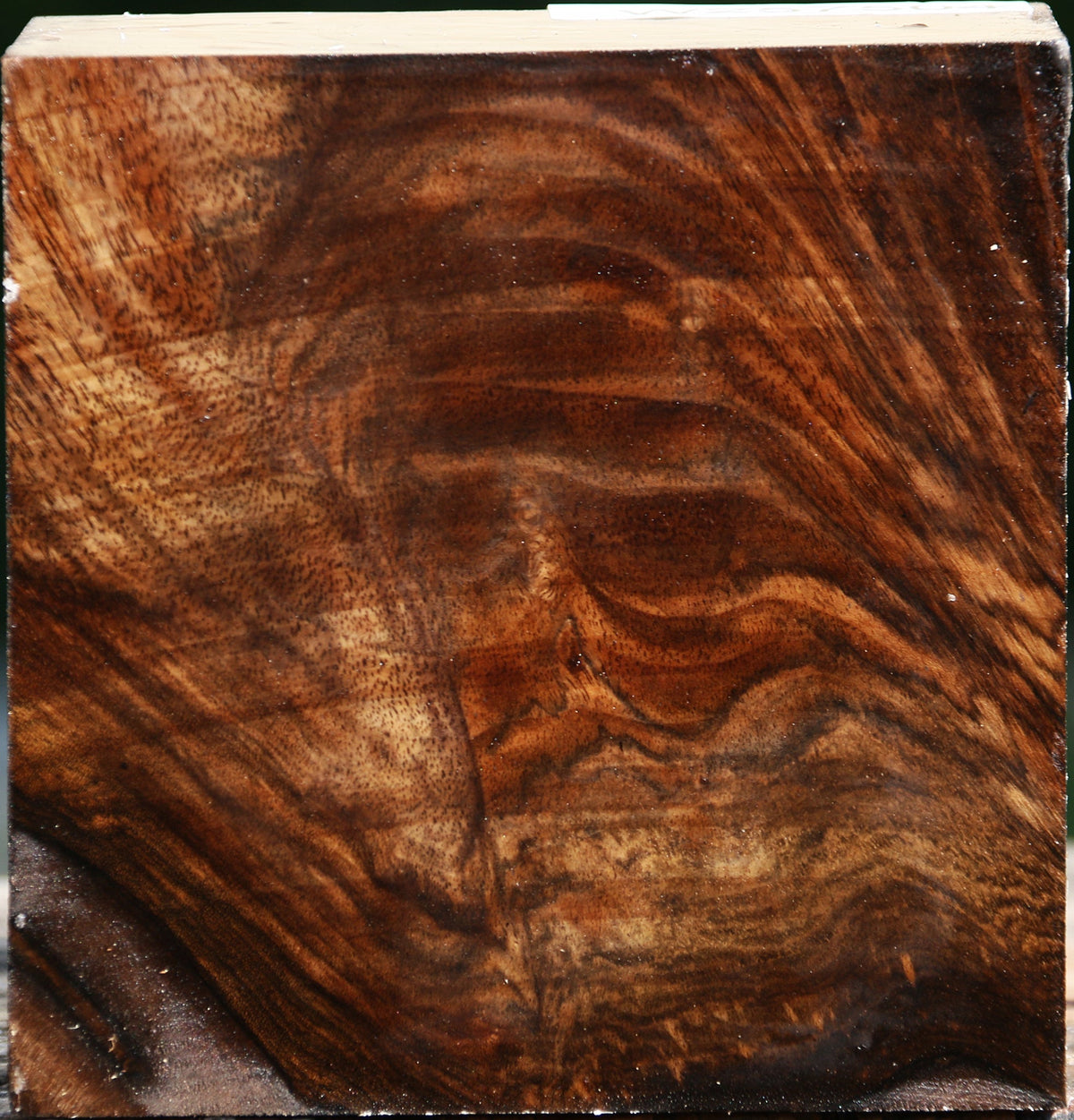 Extra Fancy Claro Walnut Bowl Blank