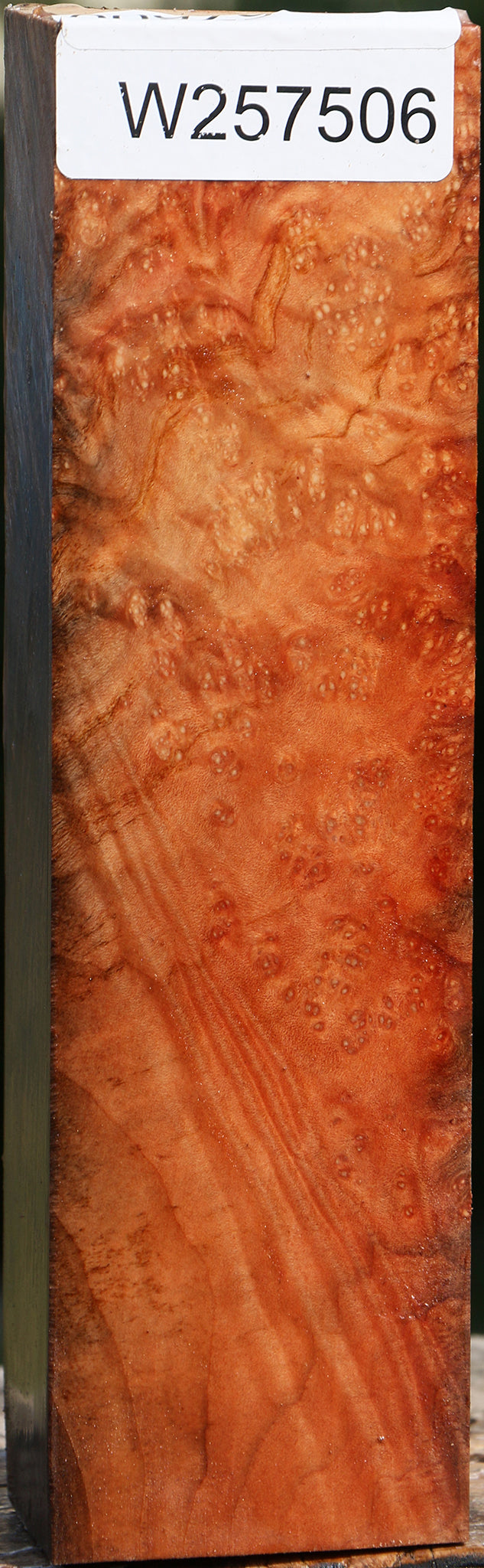 Madrone Burl Peppermill