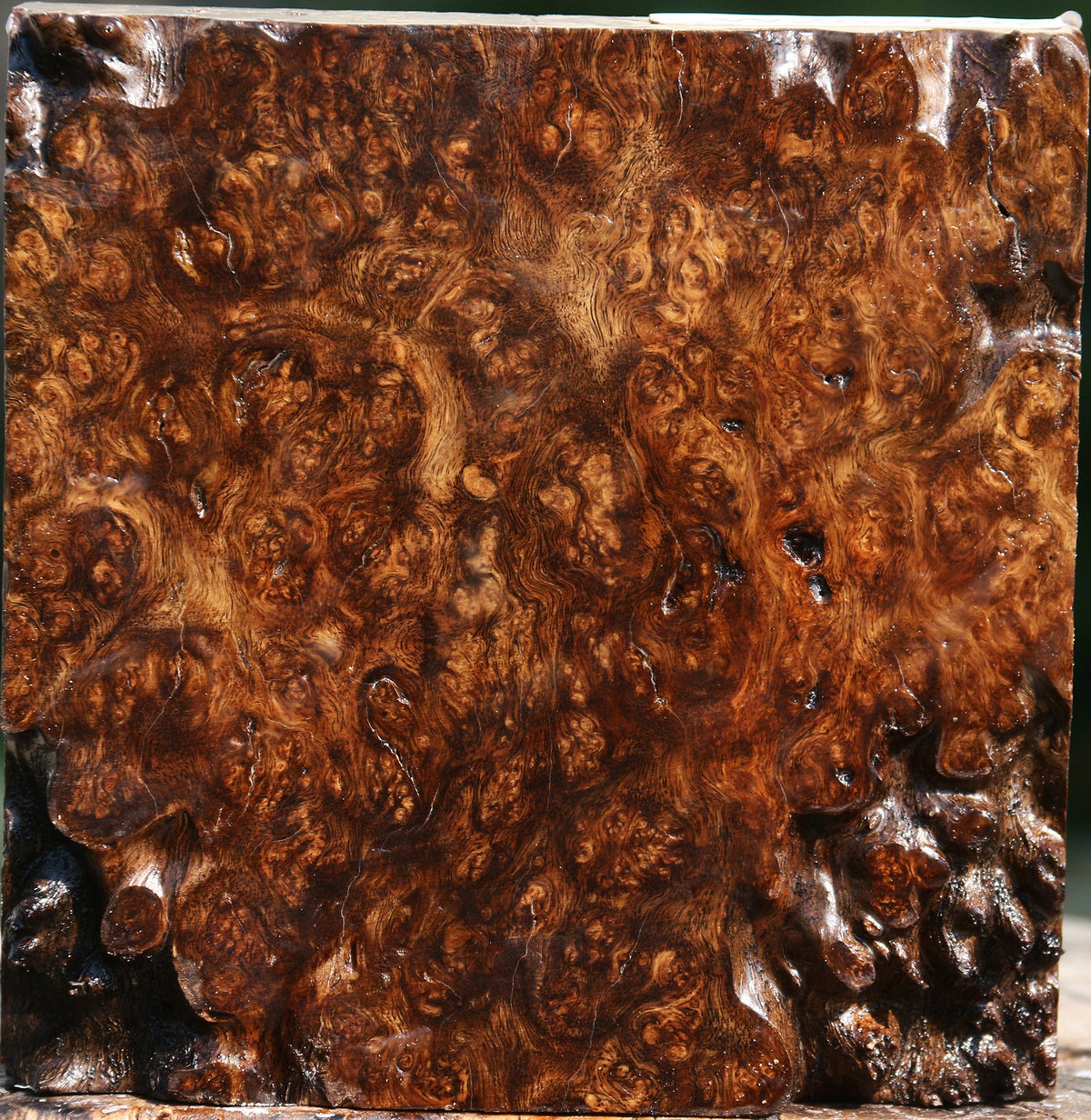 Crepe Myrtle Burl Bowl Blank