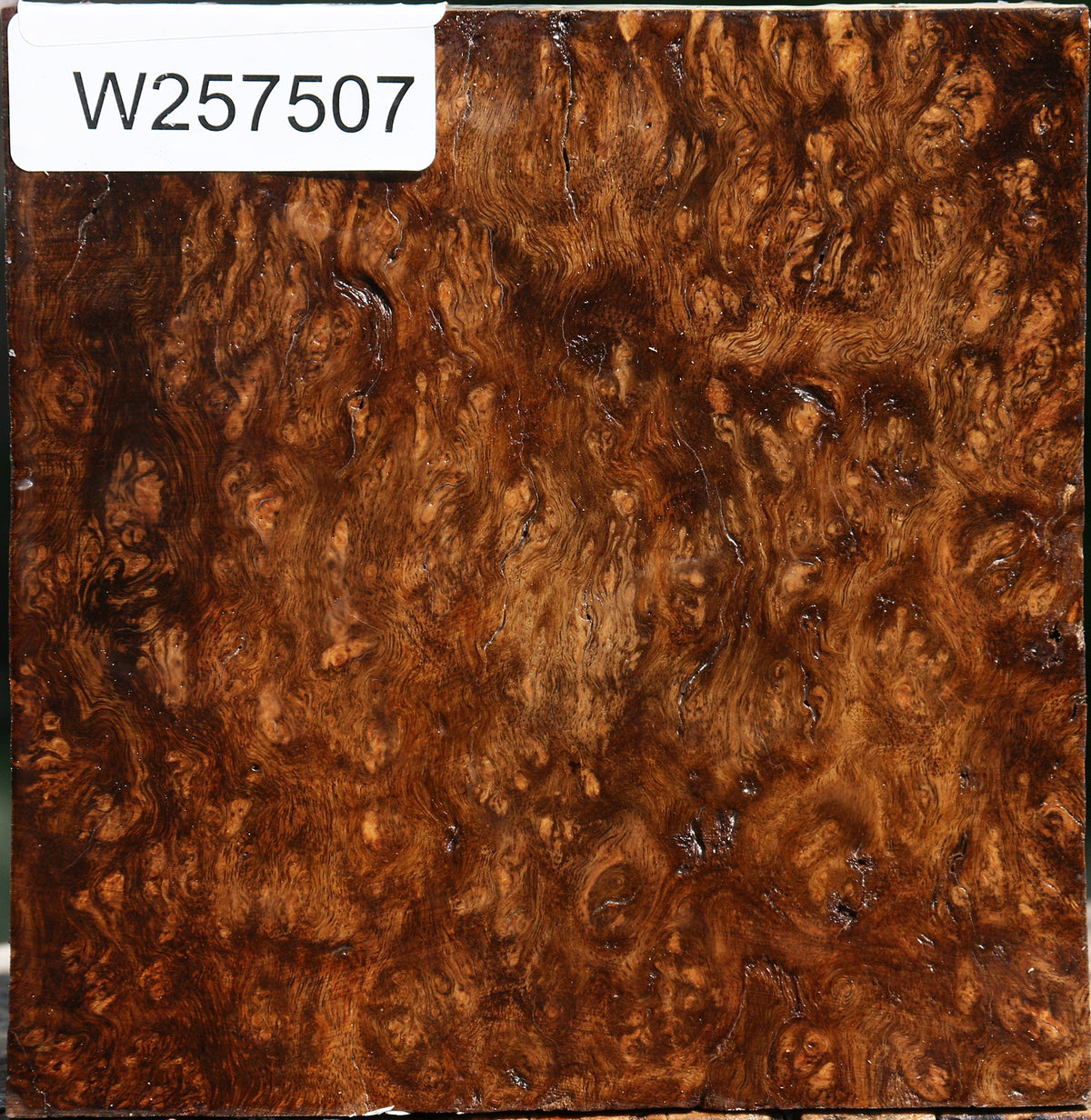 Crepe Myrtle Burl Bowl Blank
