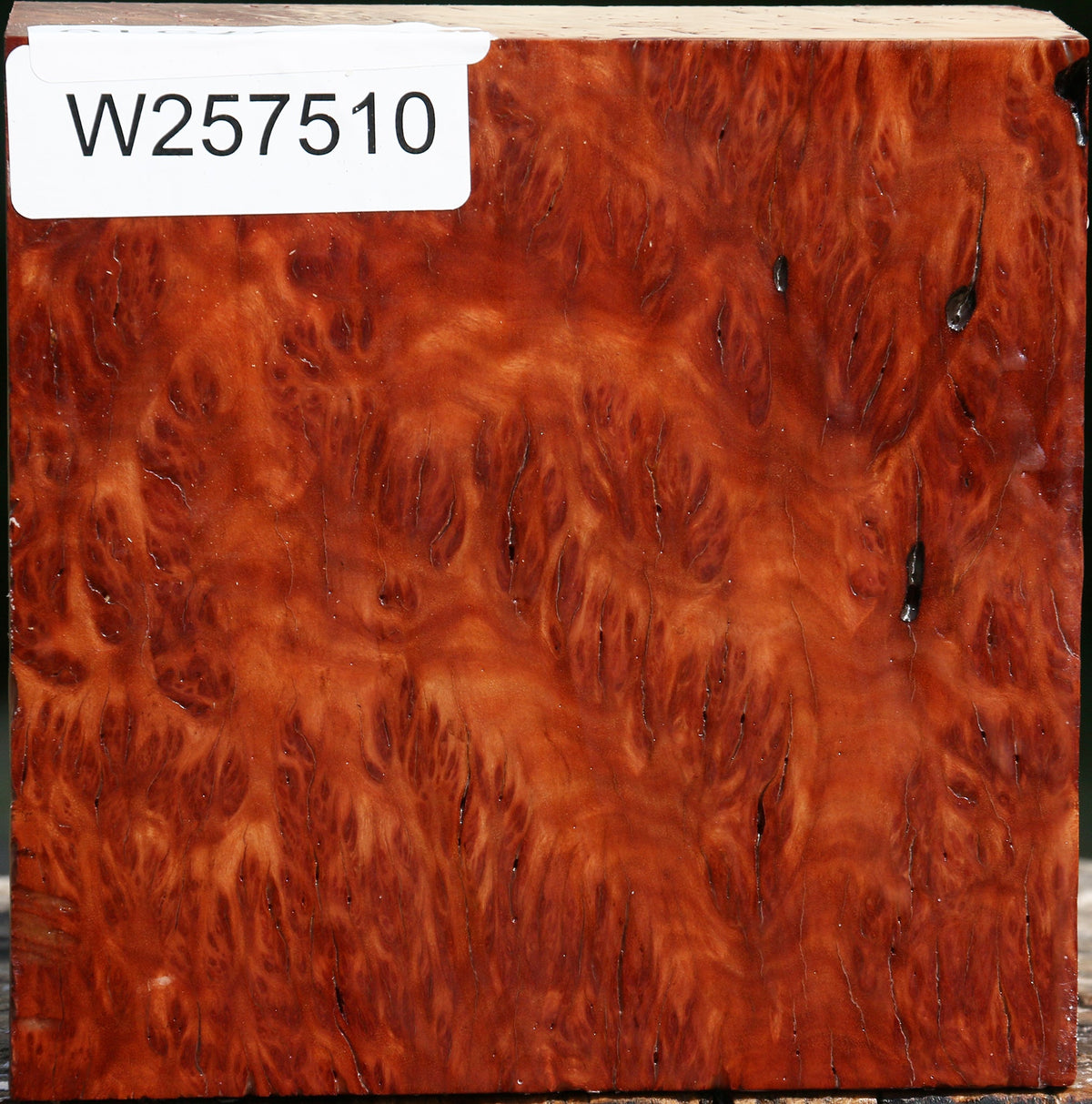Red Gum Burl Bowl Blank