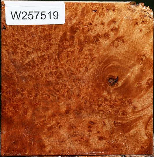 Maple Burl Bowl Blank