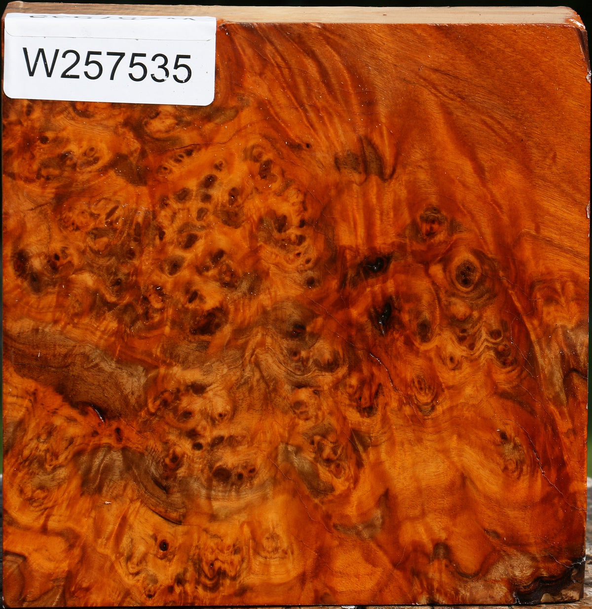 Pernambuco Burl Bowl Blank