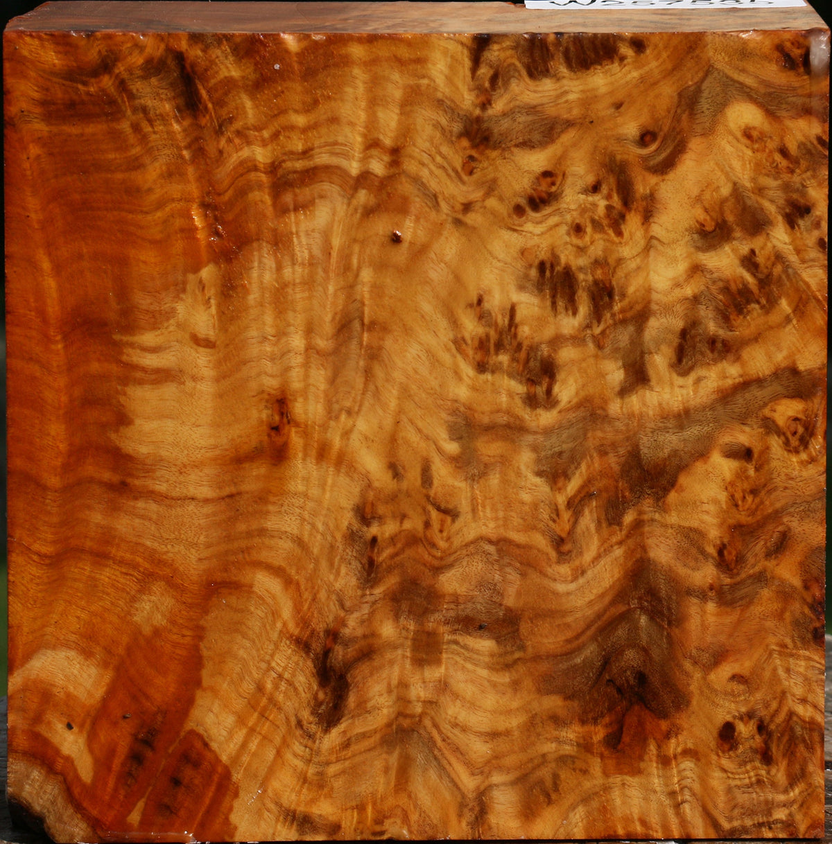 Pernambuco Burl Bowl Blank