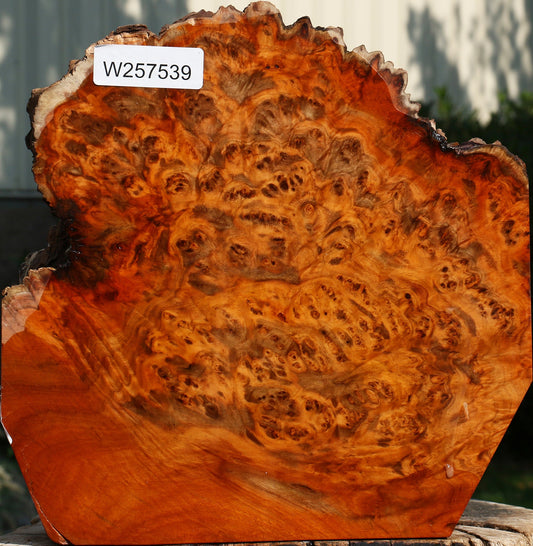 Pernambuco Burl Live Edge Bowl Blank
