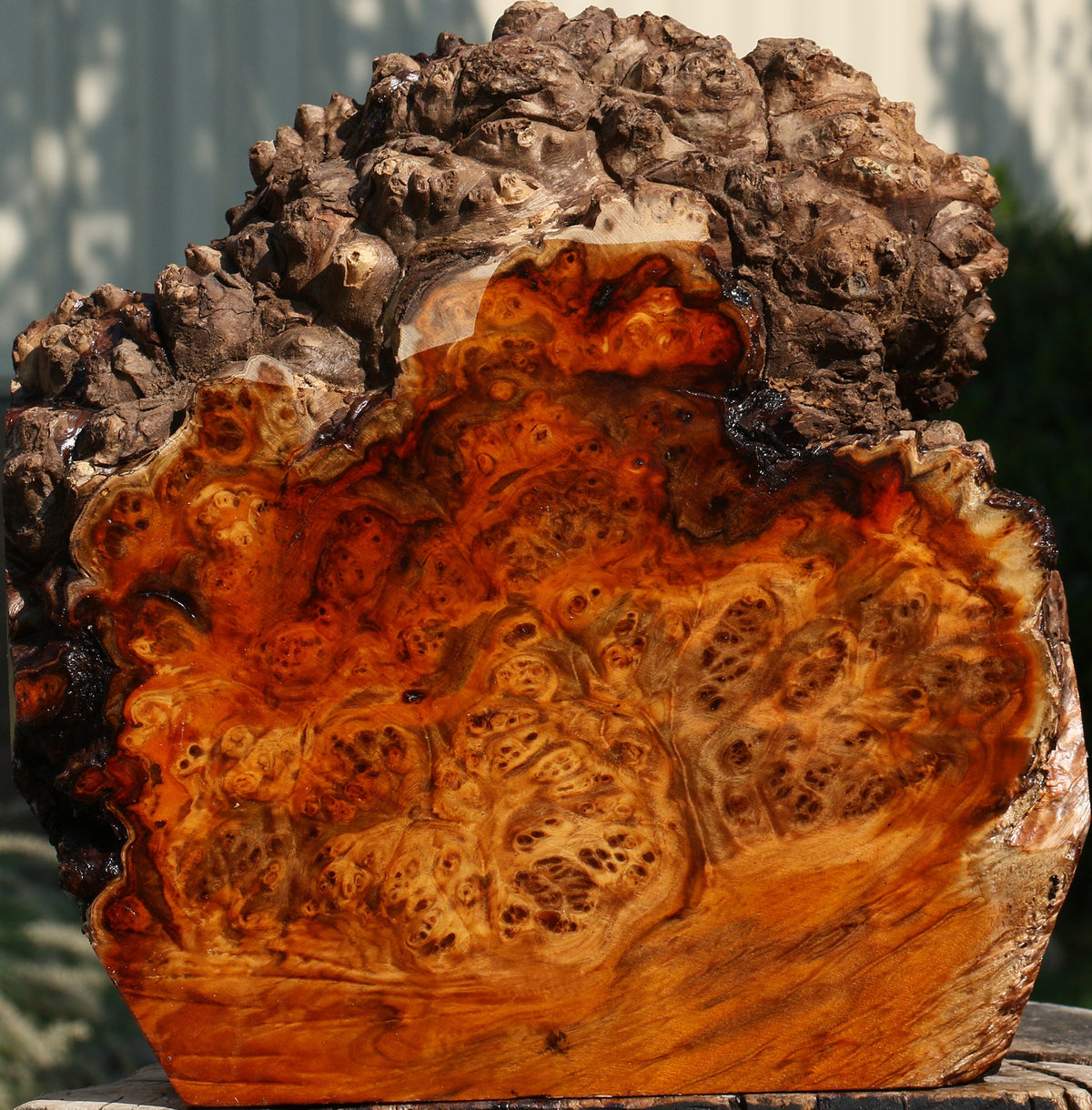 Pernambuco Burl Live Edge Bowl Blank