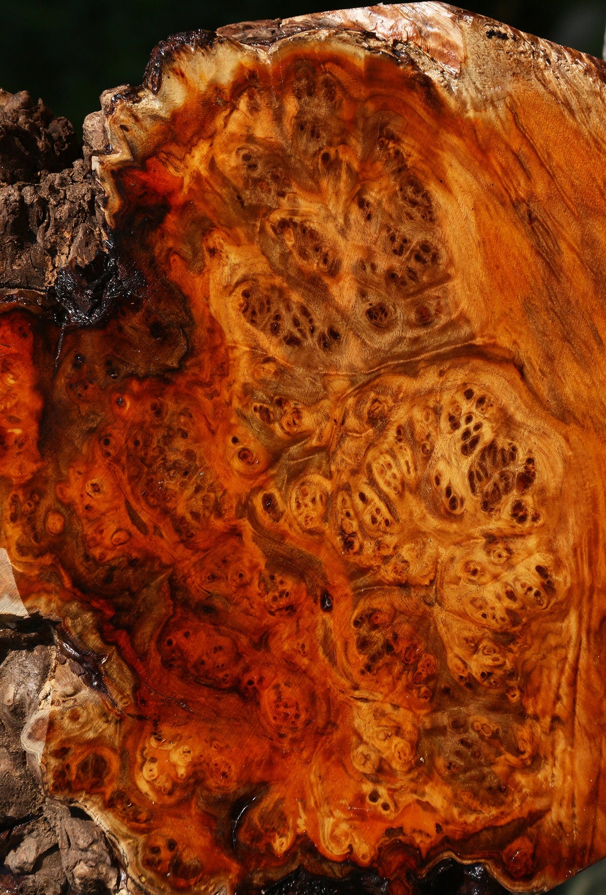 Pernambuco Burl Live Edge Bowl Blank