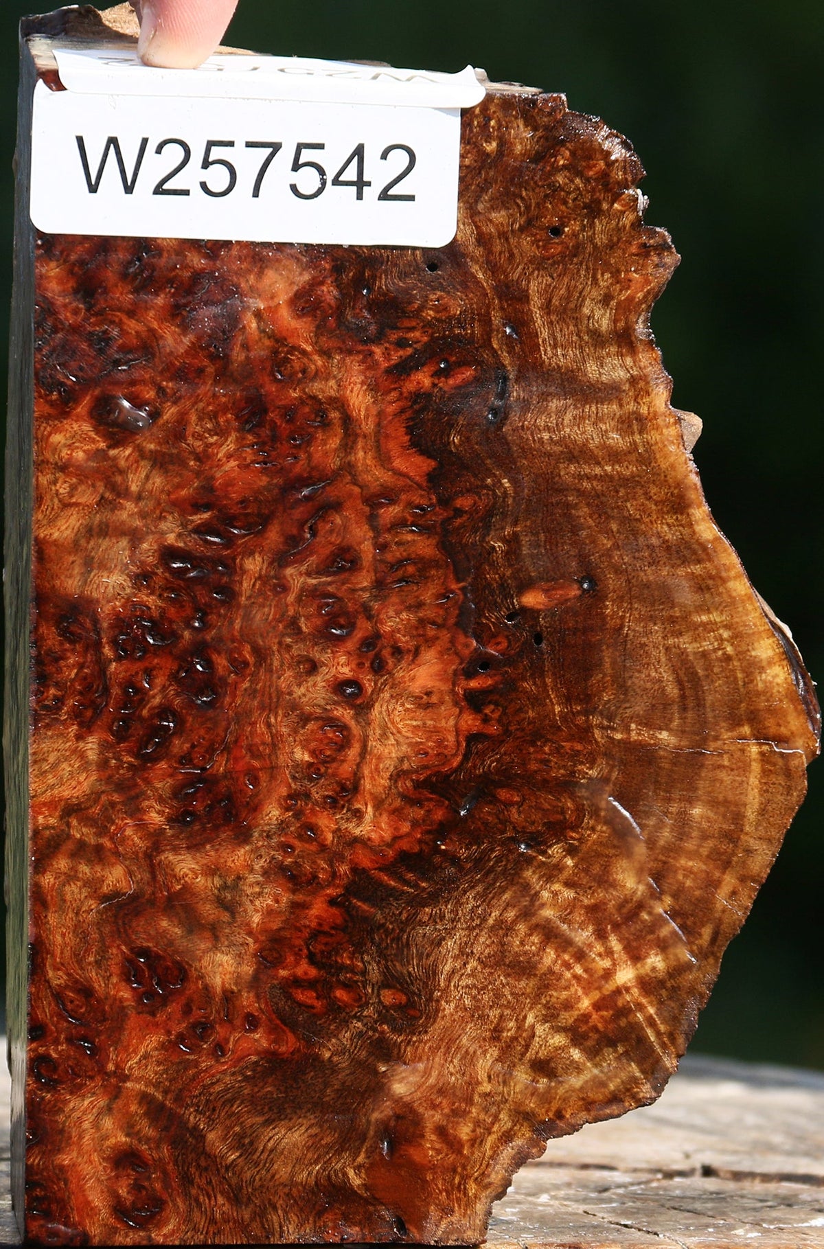 Chechen Burl Live Edge Turning Blank