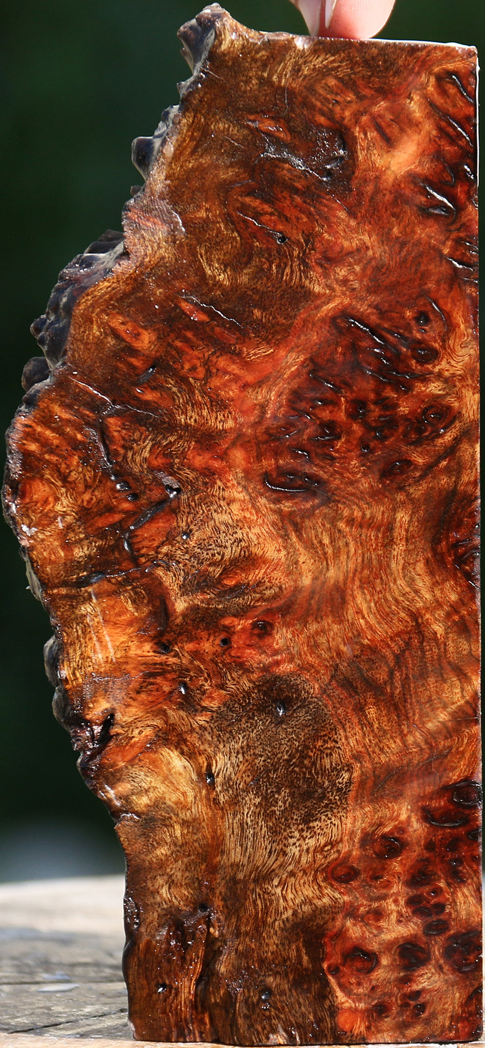 Chechen Burl Live Edge Turning Blank