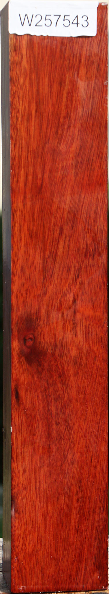 Bloodwood Peppermill