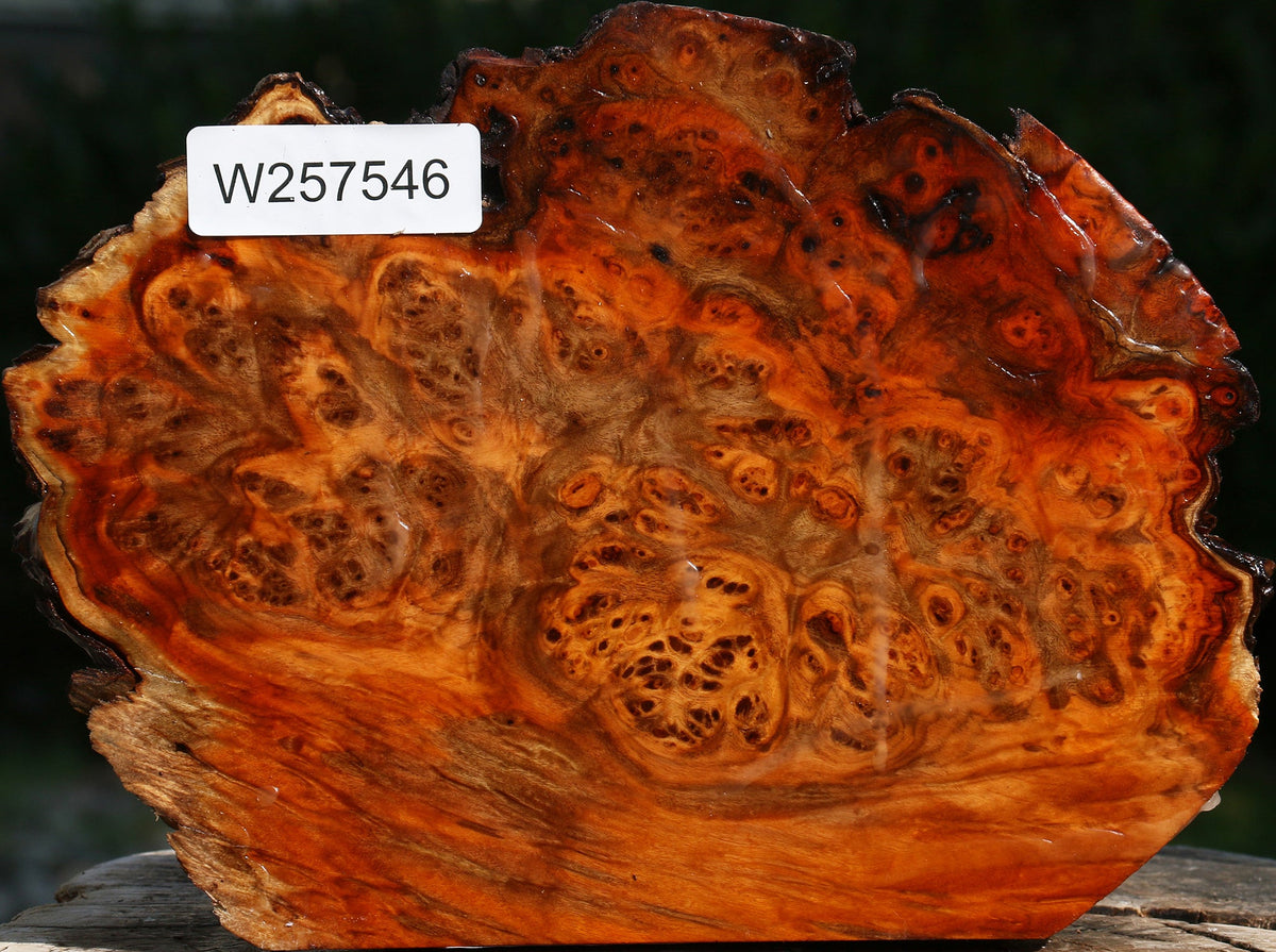 Pernambuco Burl Cap