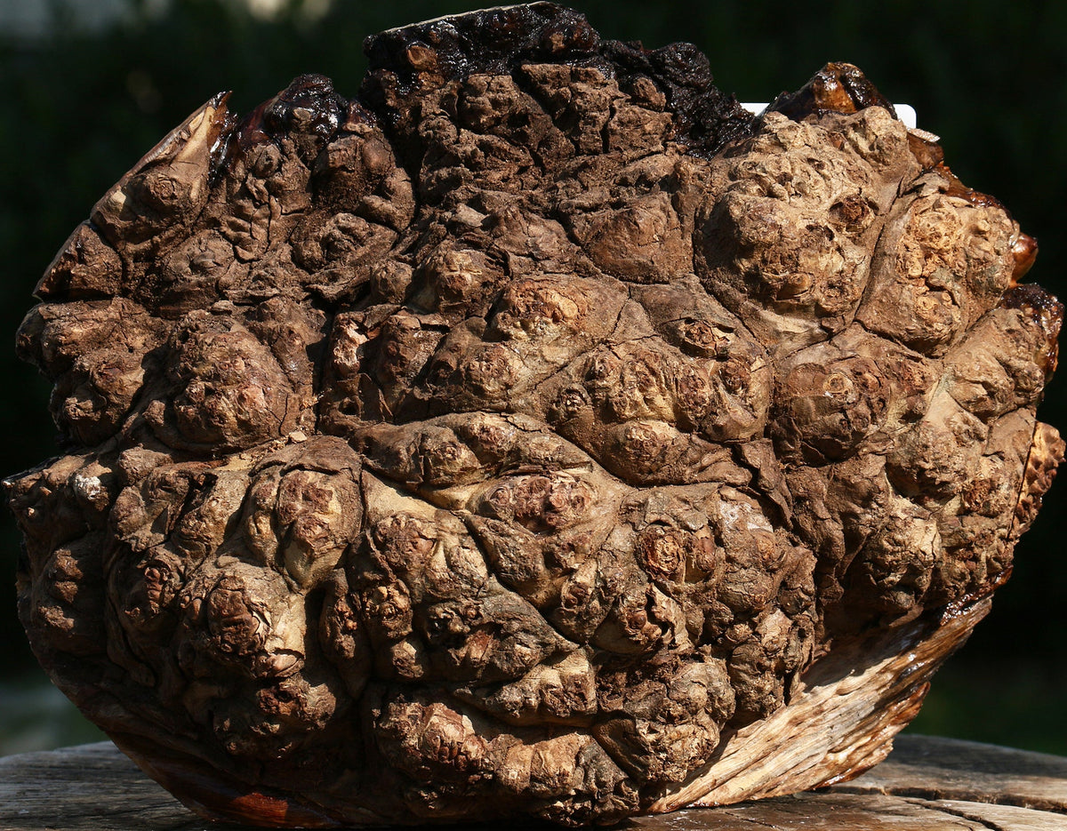 Pernambuco Burl Cap